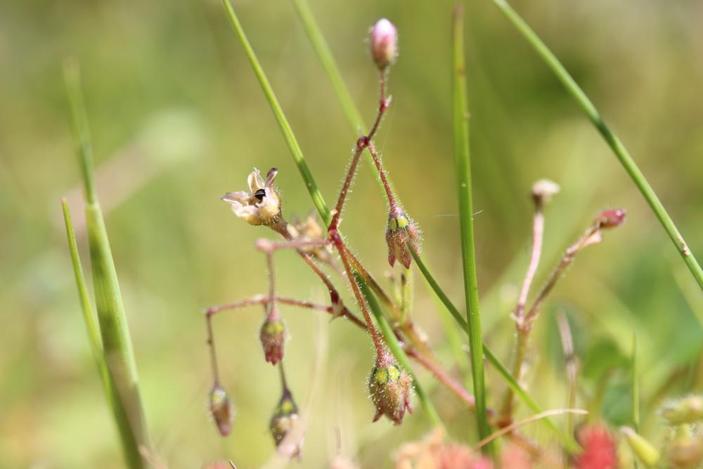 Spergule des champs, Espargoutte des champs, Sparg Spergula arvensis L., 1753