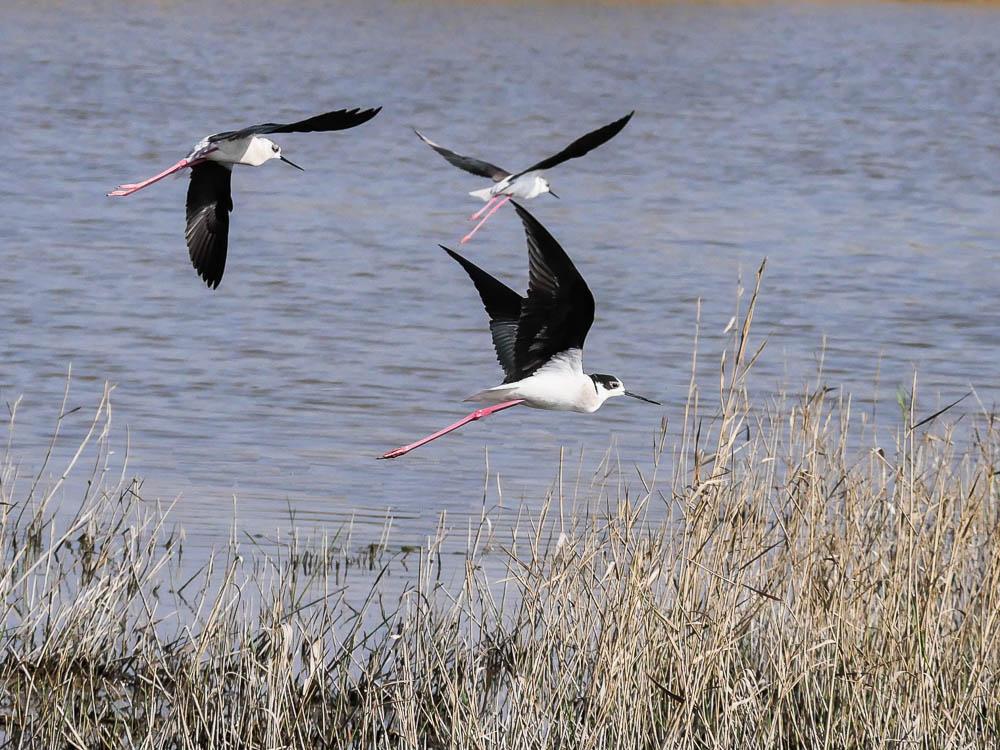 Echasse blanche Himantopus himantopus (Linnaeus, 1758)
