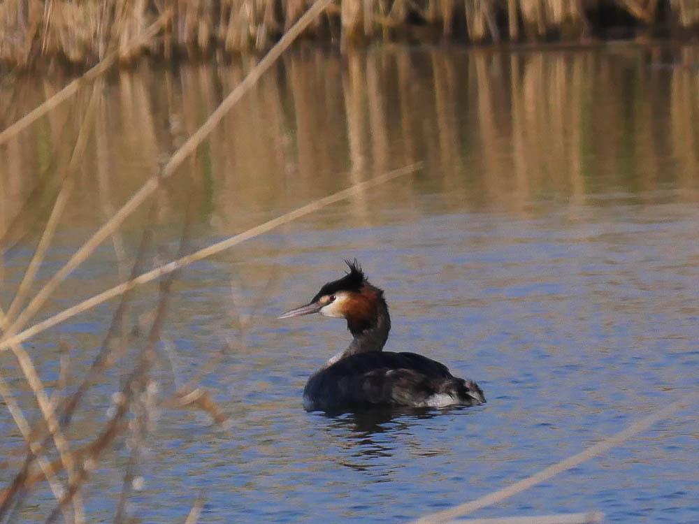 Grèbe huppé Podiceps cristatus (Linnaeus, 1758)