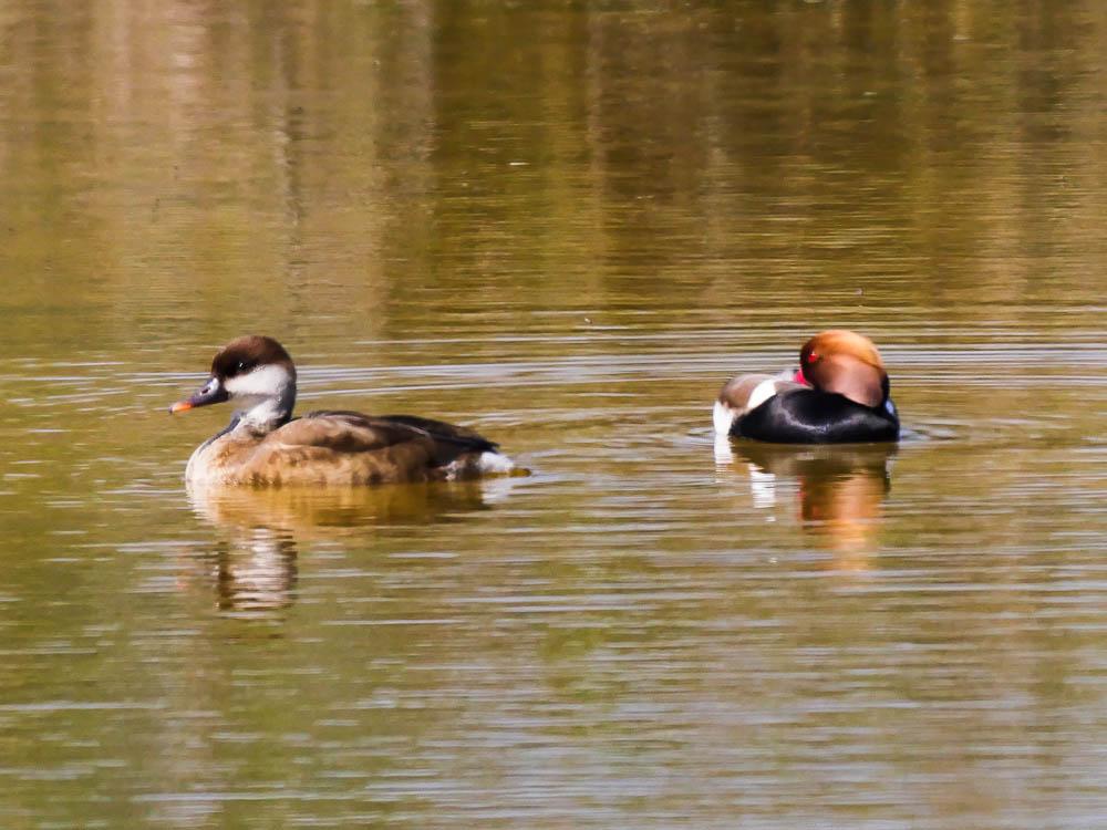 Nette rousse Netta rufina (Pallas, 1773)