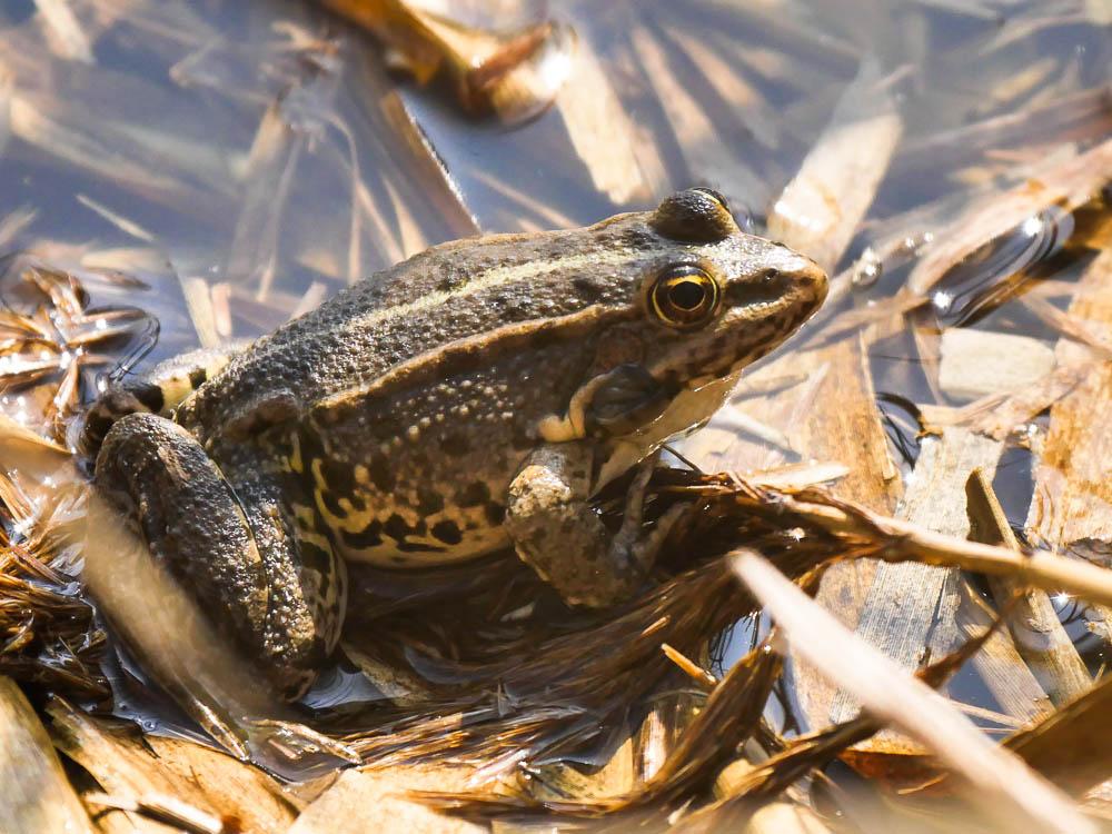 Grenouille rieuse Pelophylax ridibundus (Pallas, 1771)