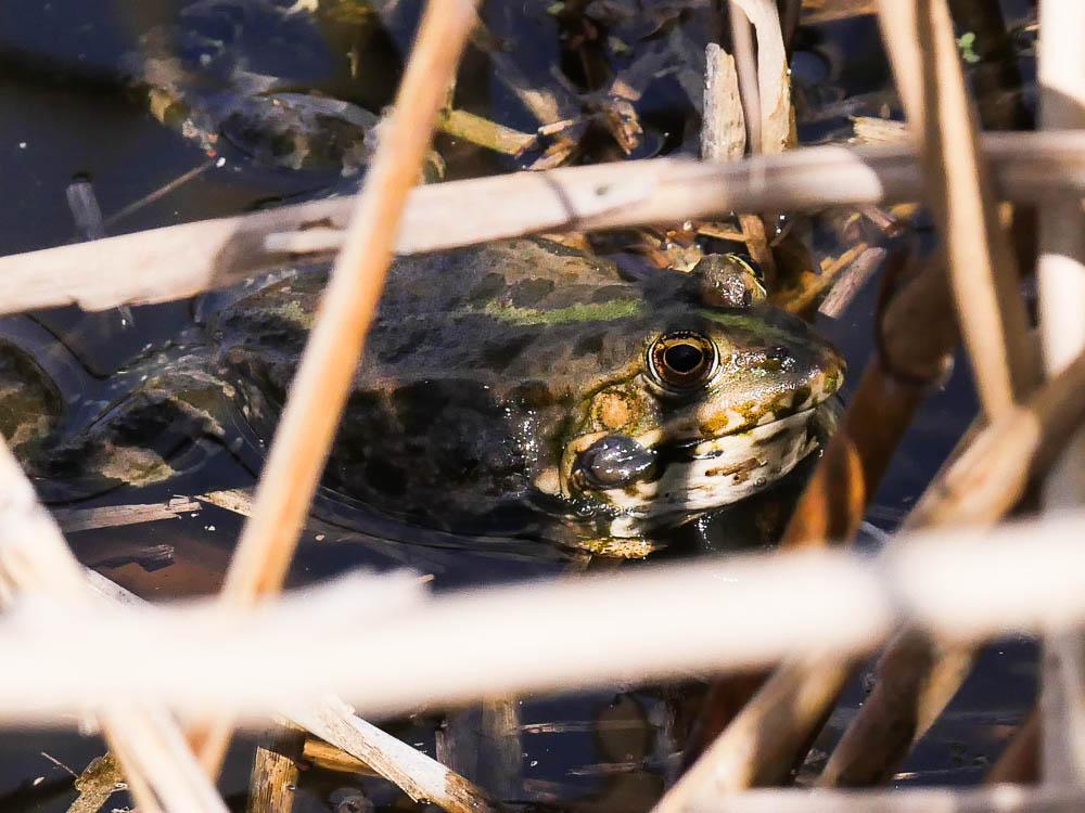 Grenouille rieuse Pelophylax ridibundus (Pallas, 1771)