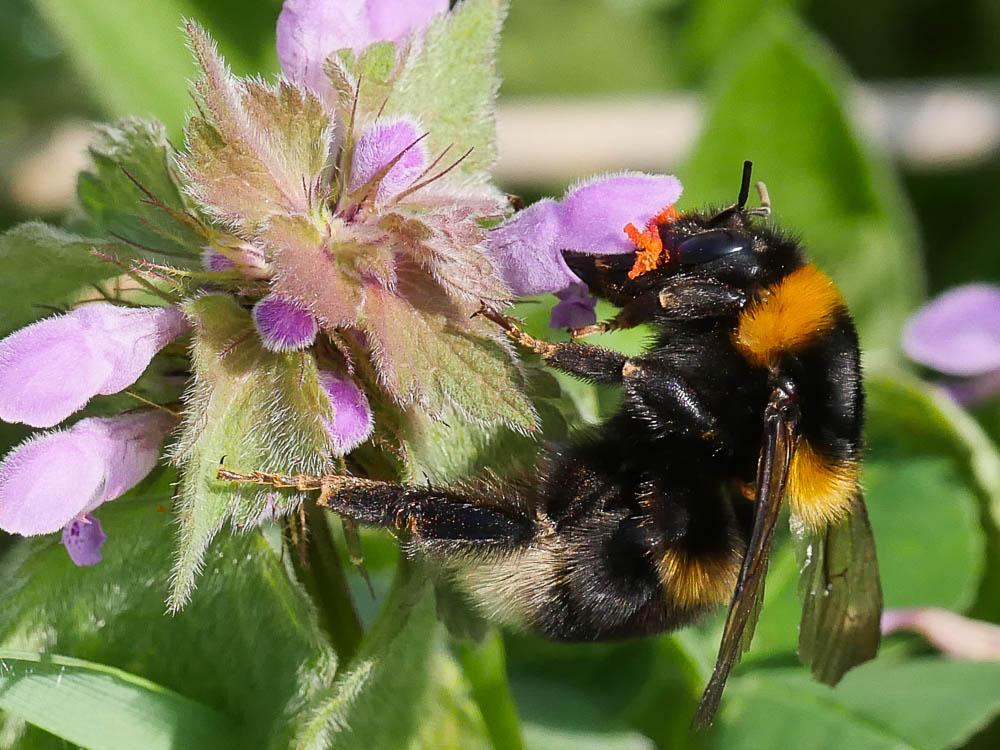 Bourdon terrestre (Le) Bombus terrestris (Linnaeus, 1758)