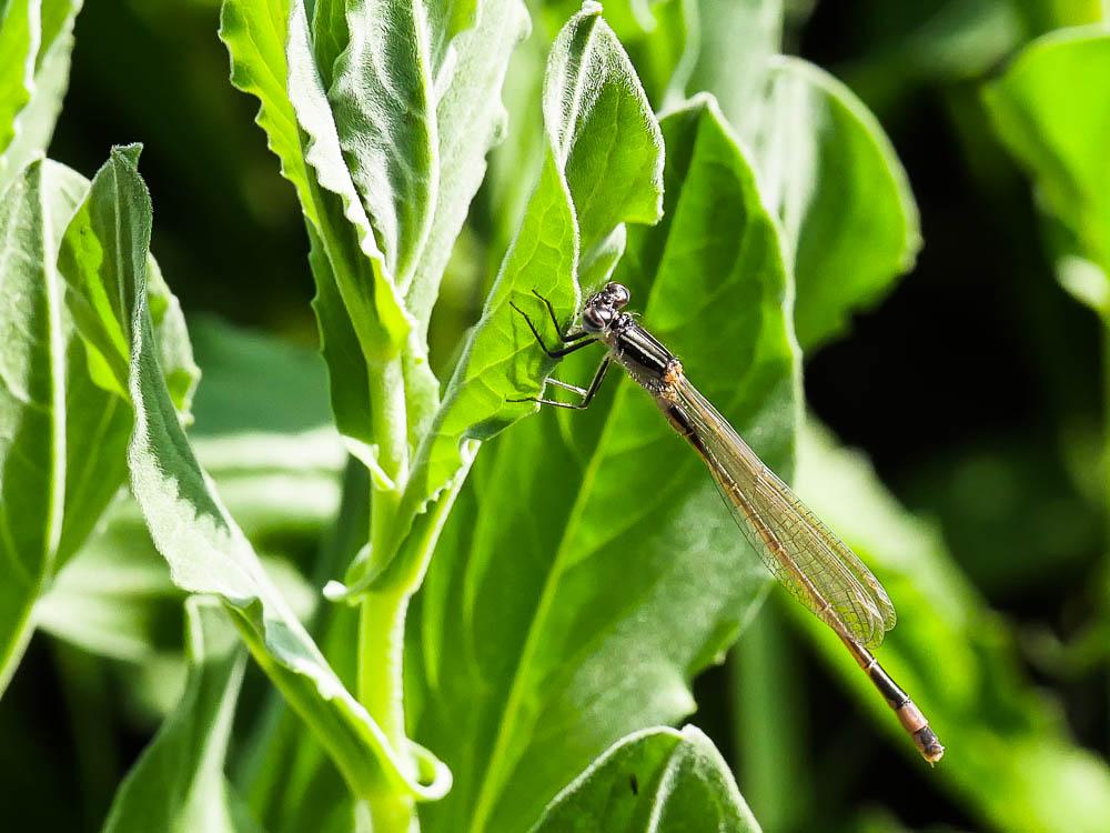 Agrion élégant Ischnura elegans (Vander Linden, 1820)