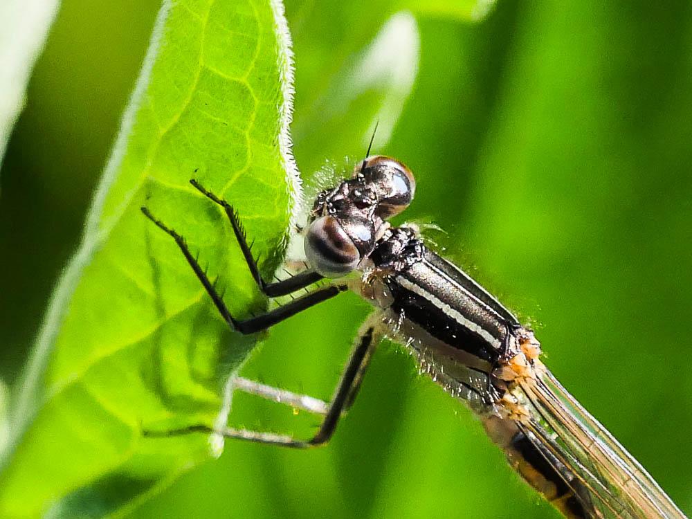 Agrion élégant Ischnura elegans (Vander Linden, 1820)