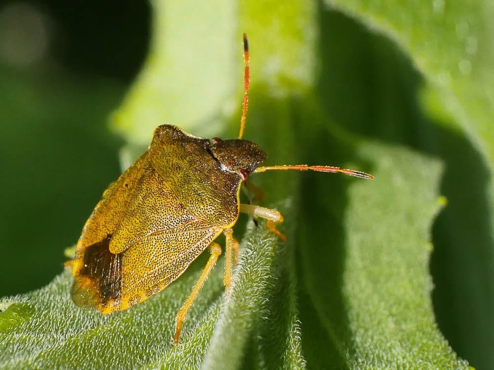 Peribalus strictus strictus (Fabricius, 1803)