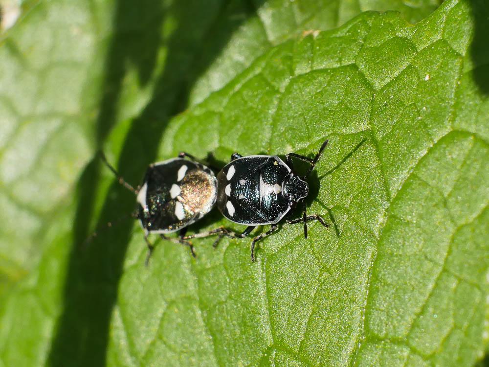 Punaise verte à raies & rouges ou blanches Eurydema oleracea (Linnaeus, 1758)