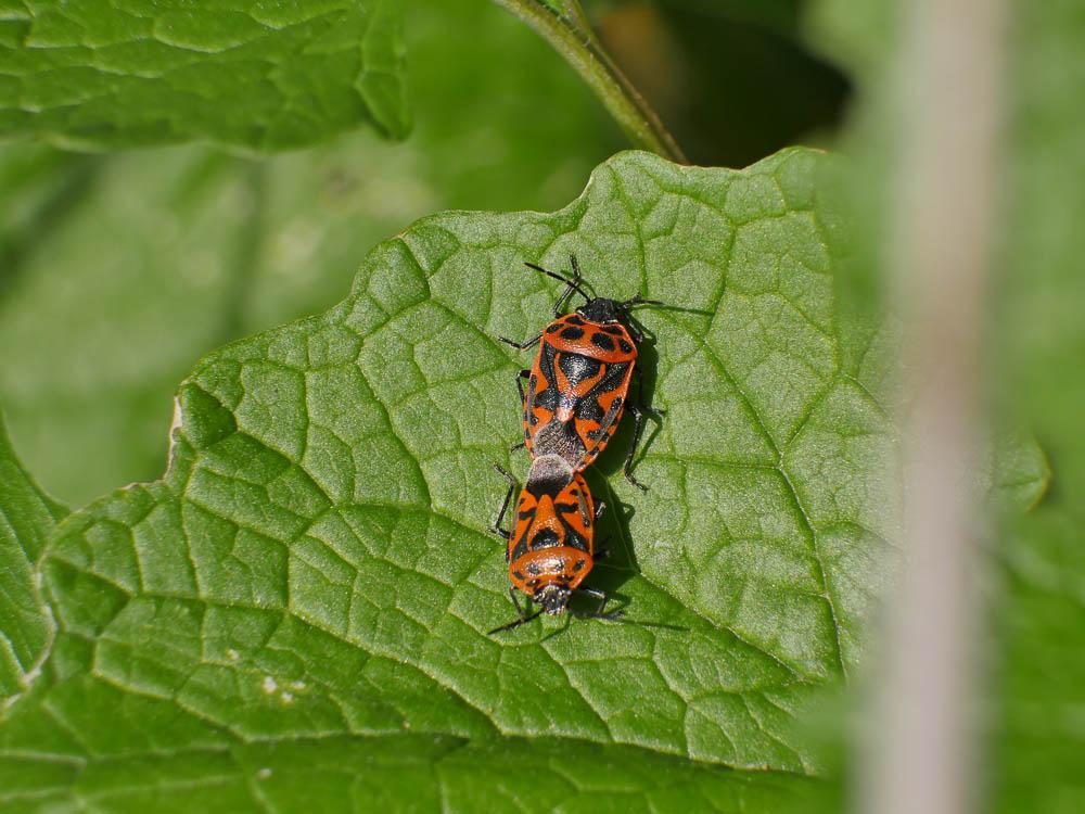 Eurydema ornata (Linnaeus, 1758)