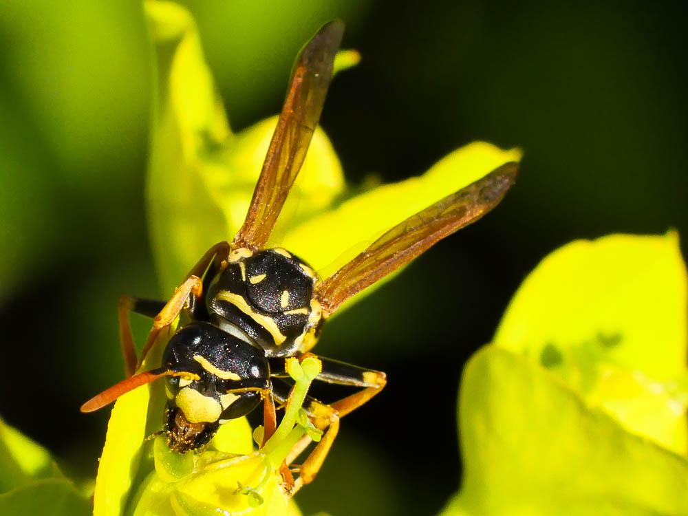 Guêpe poliste Polistes dominula (Christ, 1791)