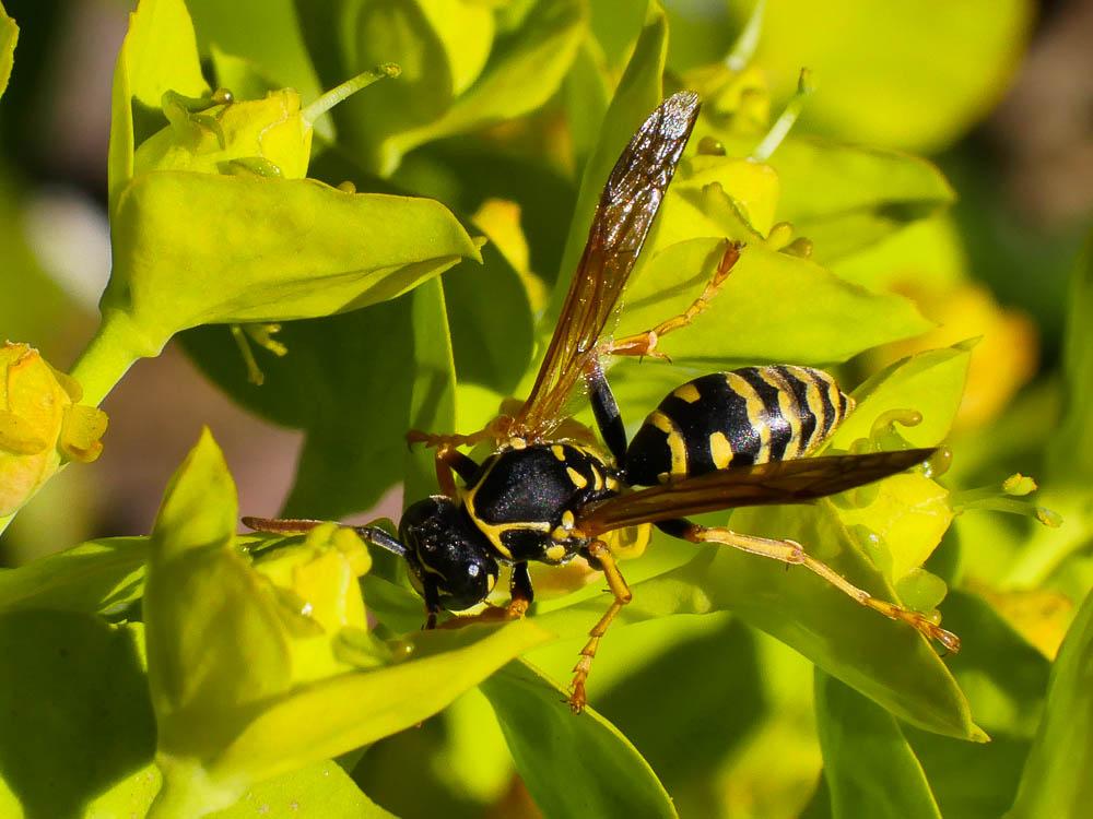  Polistes nimpha (Christ, 1791)