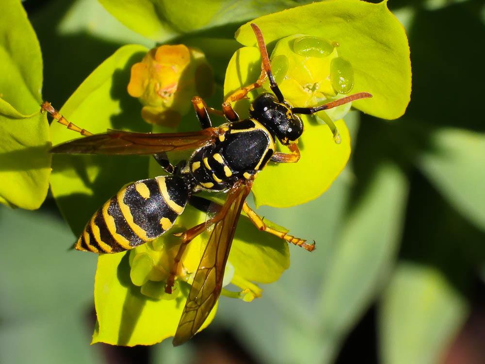  Polistes nimpha (Christ, 1791)