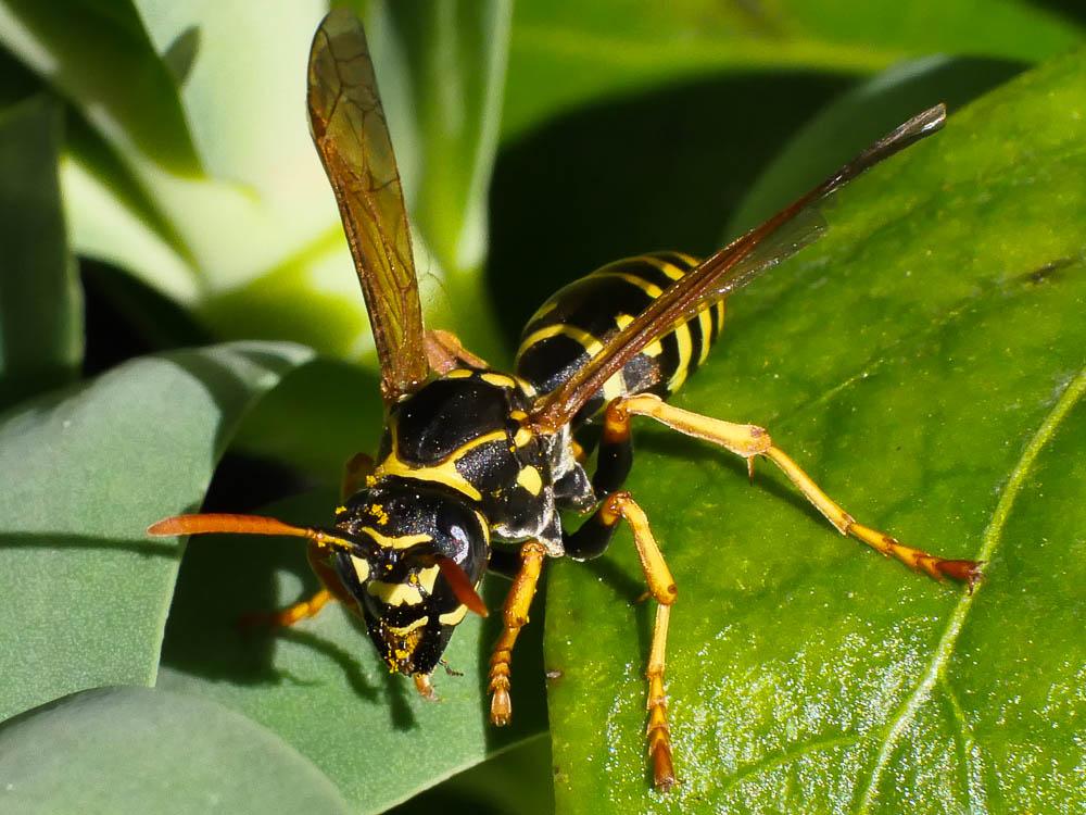  Polistes nimpha (Christ, 1791)