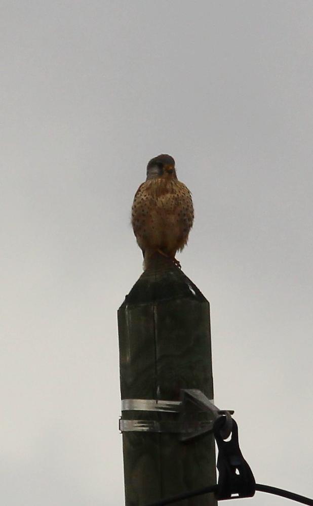 Faucon crécerelle Falco tinnunculus Linnaeus, 1758