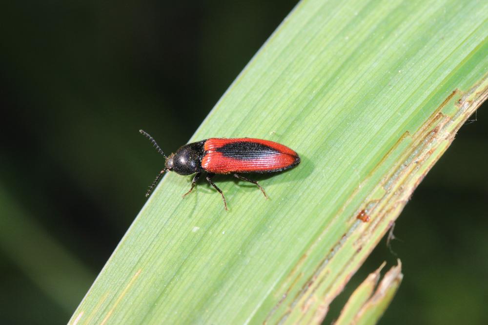  Ampedus sanguinolentus (Schrank, 1776)
