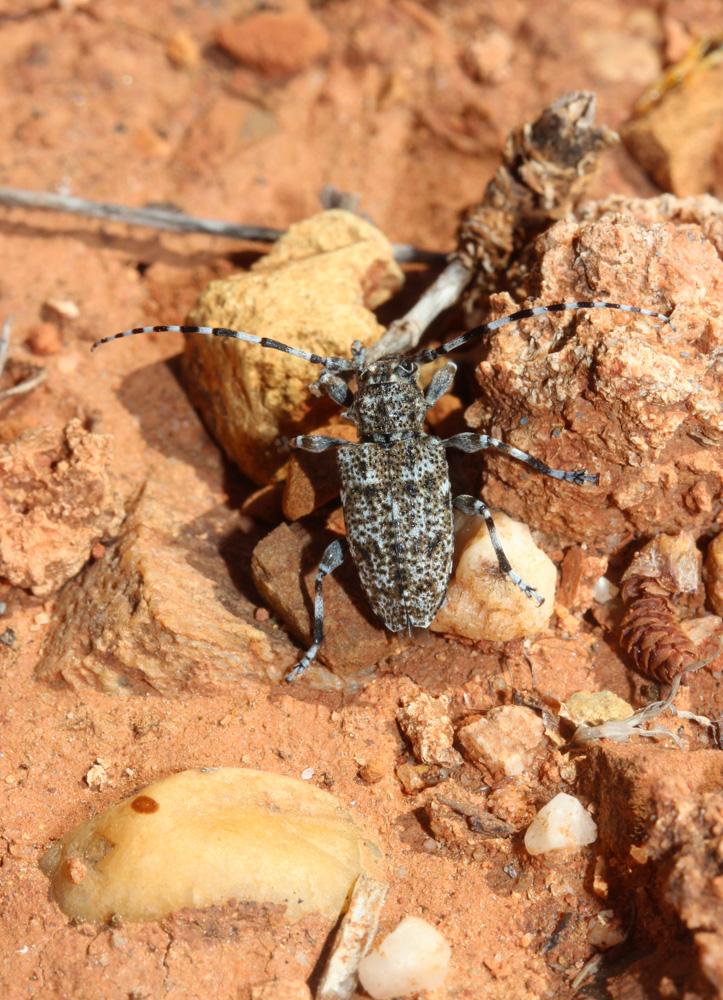 Acanthodère à fémurs renflés Aegomorphus clavipes (Schrank, 1781)
