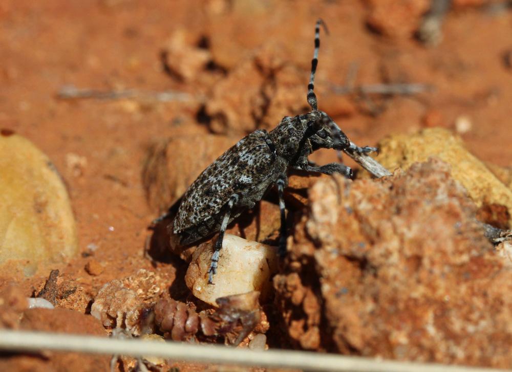 Acanthodère à fémurs renflés Aegomorphus clavipes (Schrank, 1781)