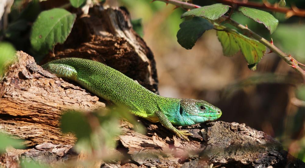 Lézard vert Lacerta bilineata Daudin, 1802