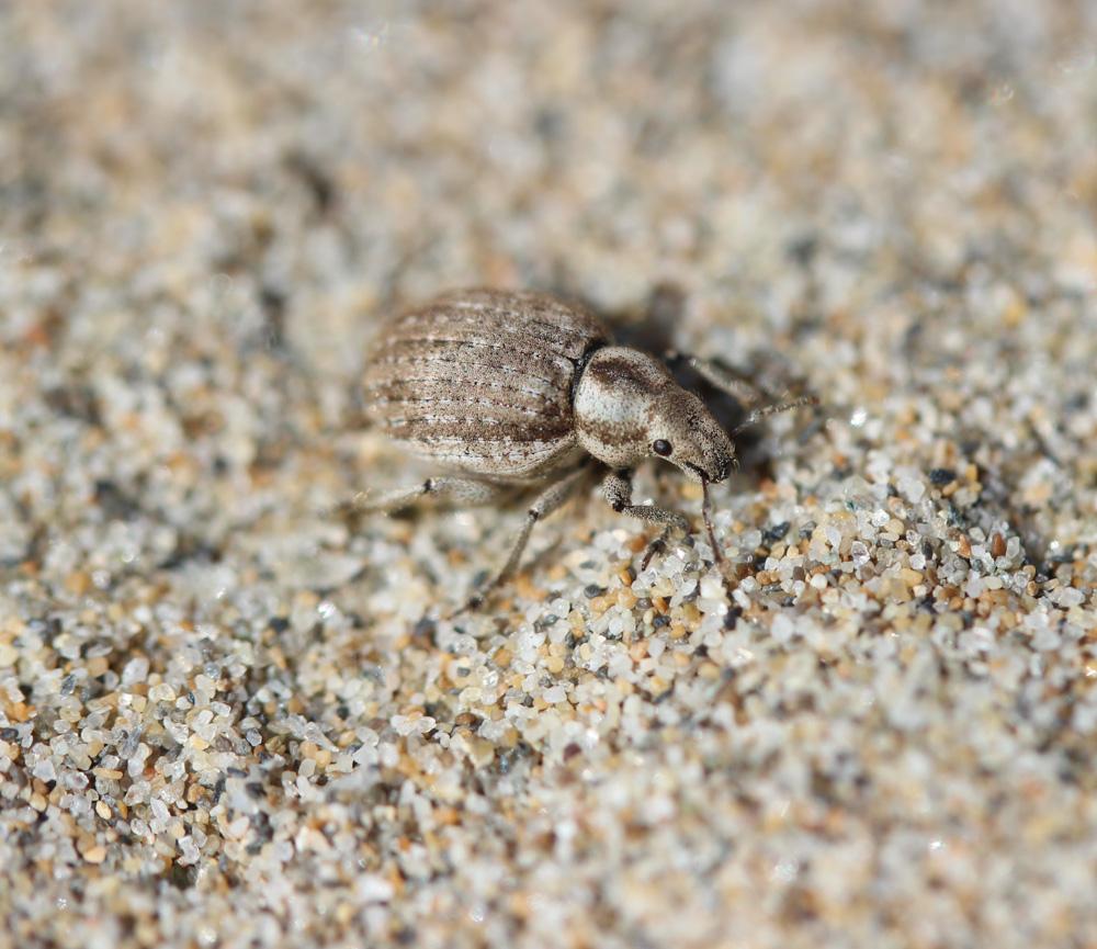 Philopedon plagiatum (Schaller, 1783)
