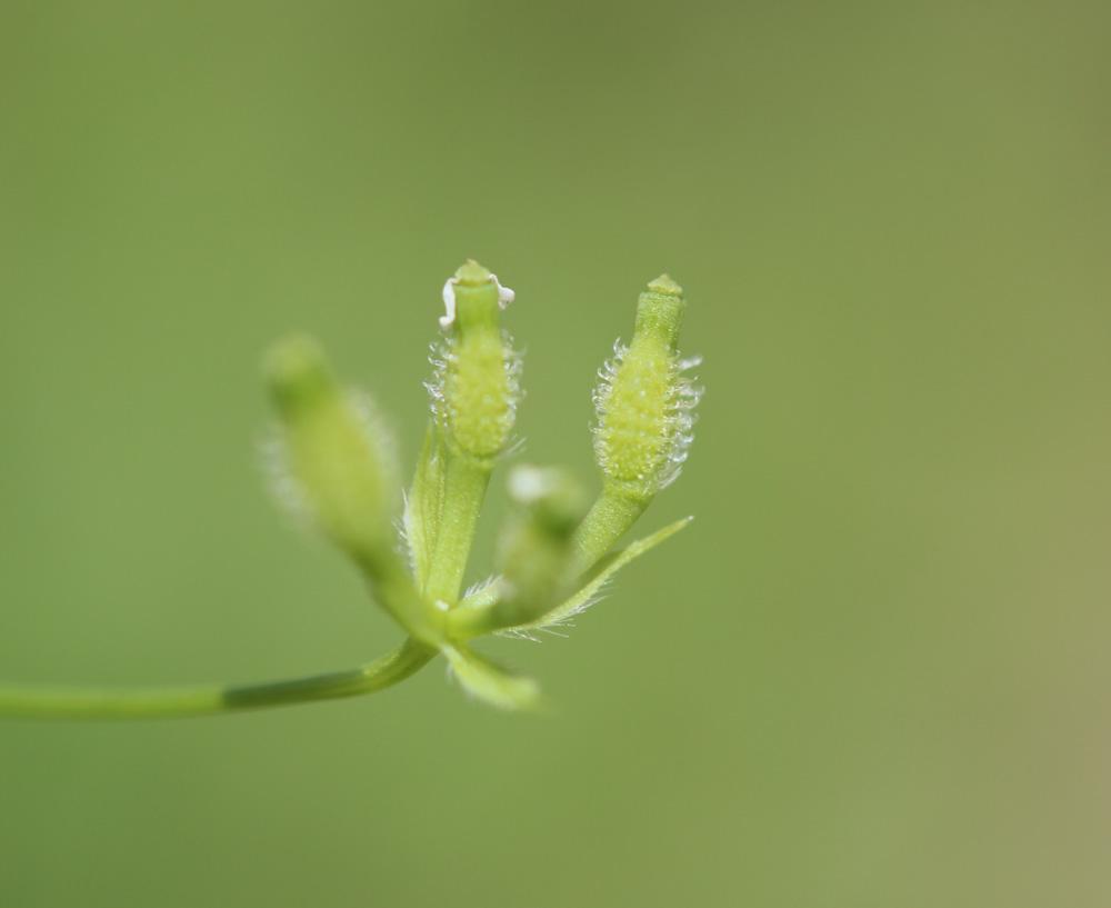 Cerfeuil vulgaire à fruits glabres, Persil sauvage Anthriscus caucalis M.Bieb., 1808