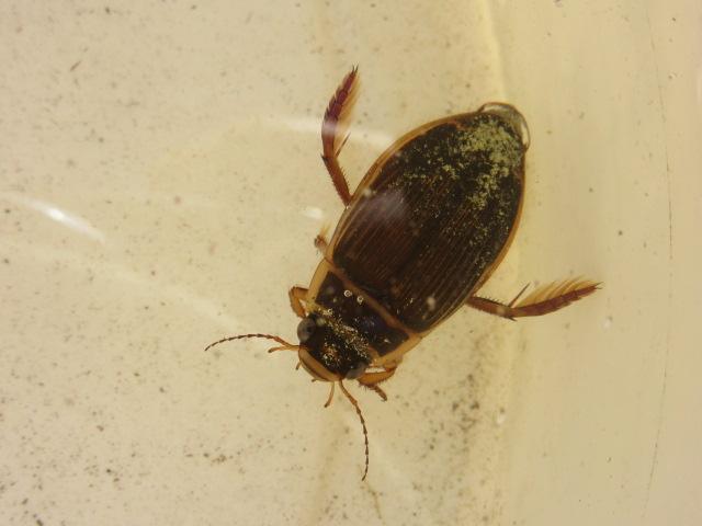 Dytique bordé Dytiscus marginalis Linnaeus, 1758