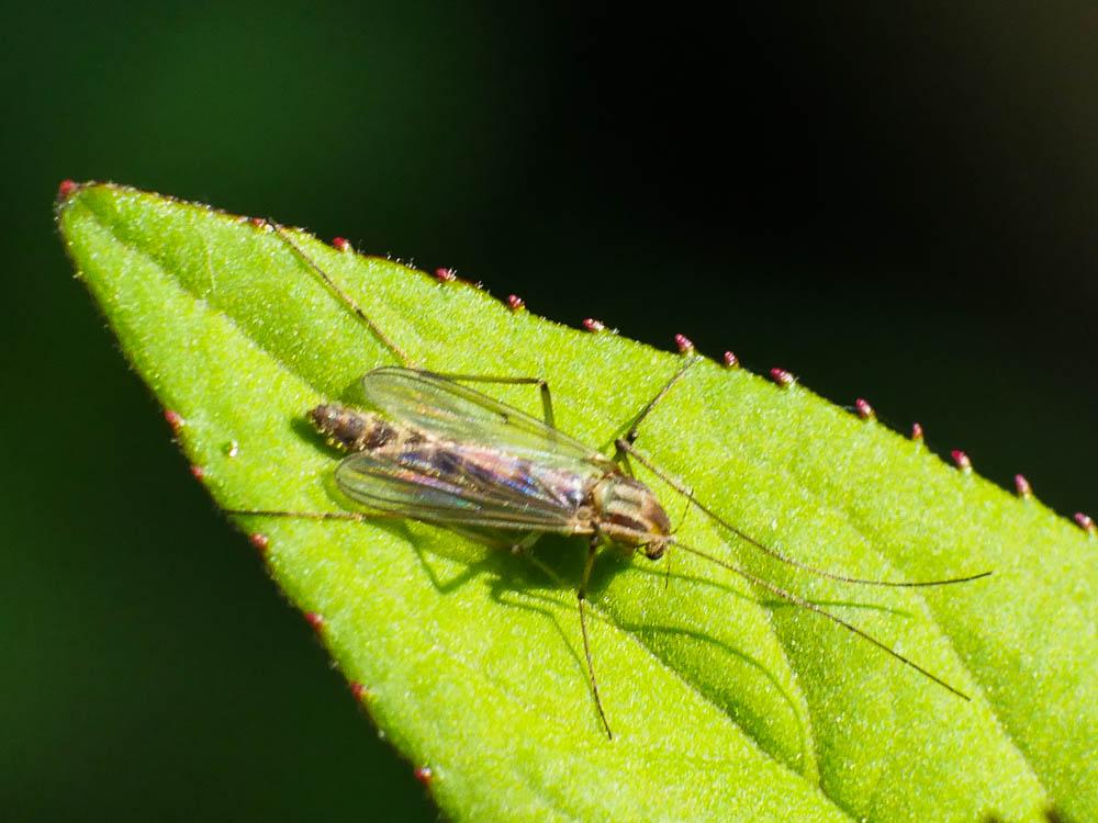 Chironomidés, Ver de vase (larve) Chironomidae Newman, 1834
