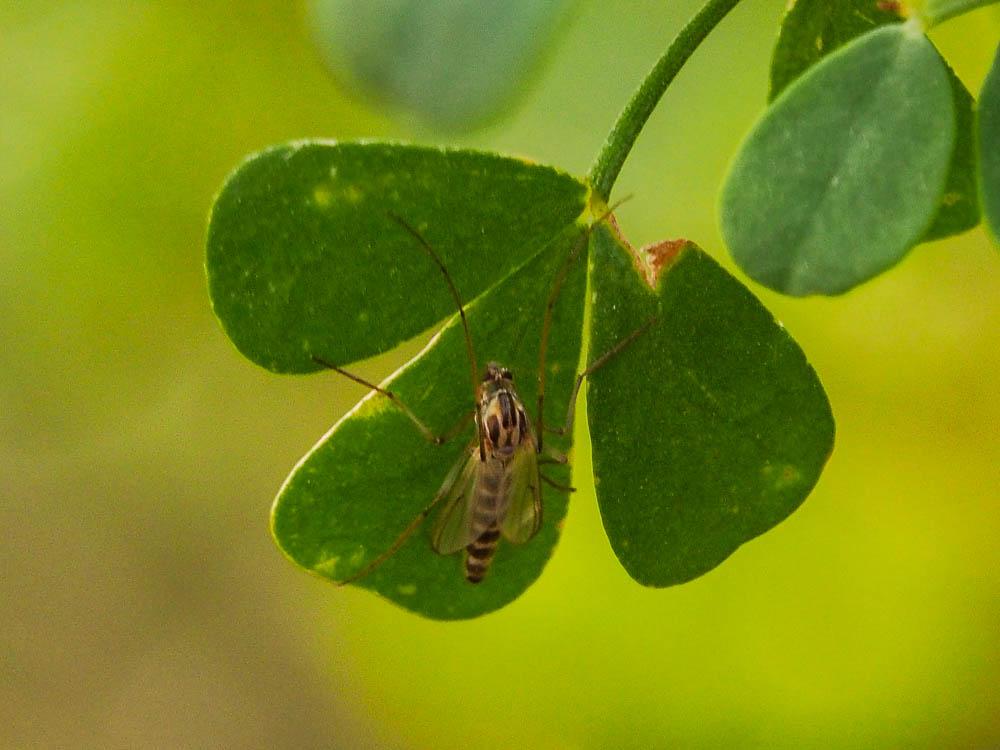 Chironomidés, Ver de vase (larve) Chironomidae Newman, 1834