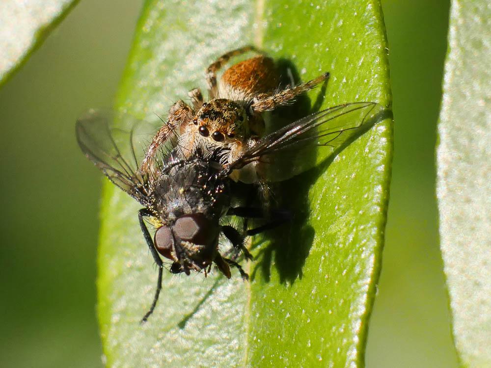  Carrhotus xanthogramma (Latreille, 1819)