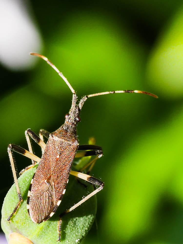  Dicranocephalus albipes (Fabricius, 1781)