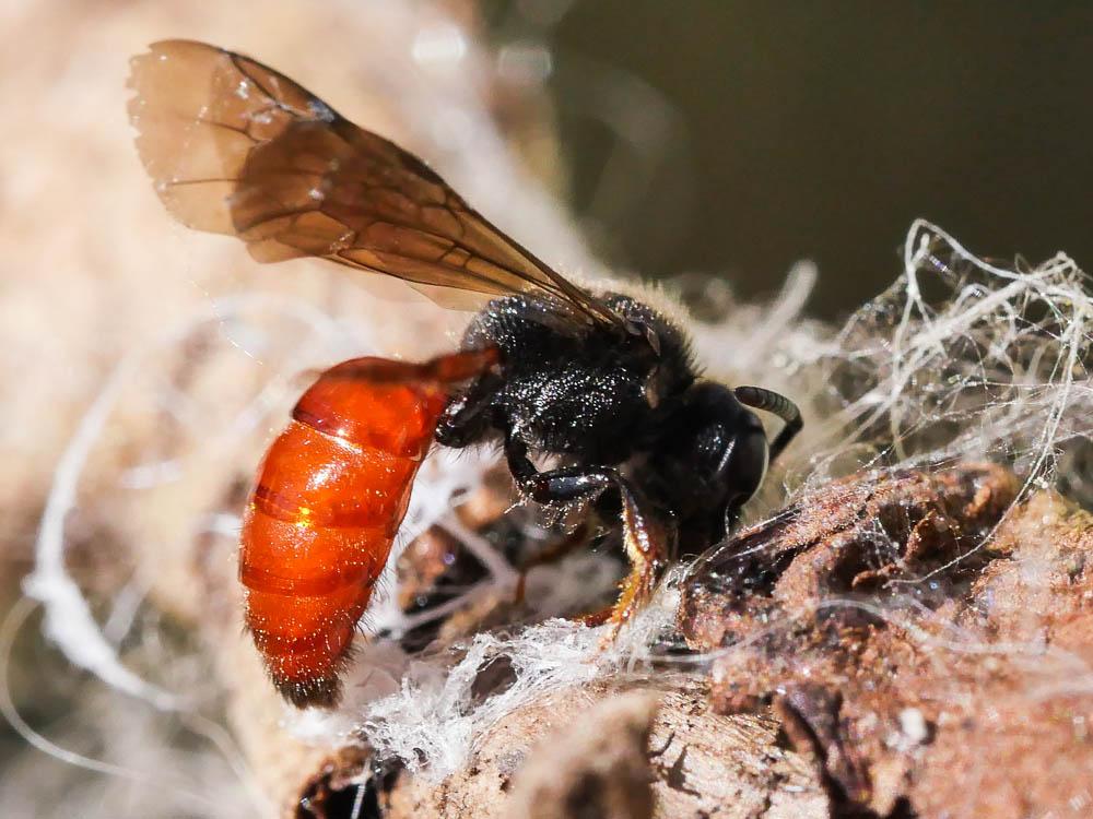 Sphecodes Latreille, 1804