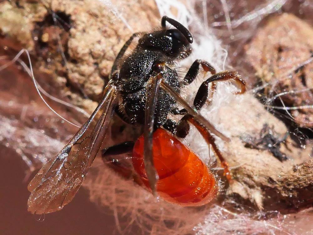 Sphecodes Latreille, 1804