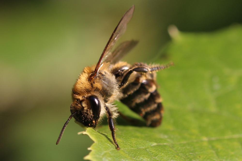  Colletes Latreille, 1802