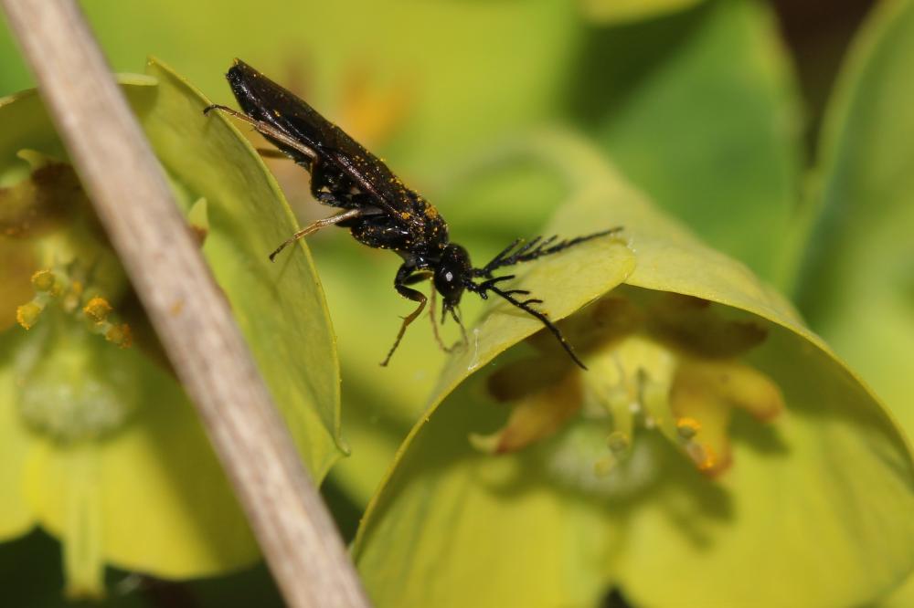 Mouche-à-scie noire, a antennes pectinées Cladius pectinicornis (Geoffroy, 1785)