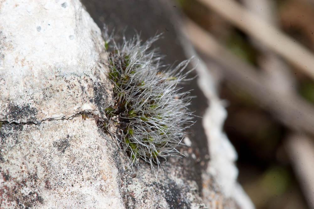 Grimmia pulvinata (Hedw.) Sm., 1807