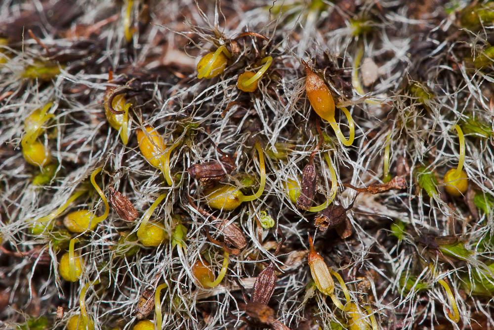 Grimmia pulvinata (Hedw.) Sm., 1807