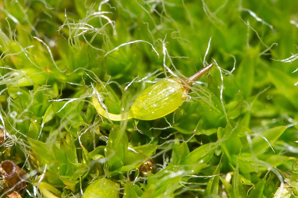 Grimmia pulvinata (Hedw.) Sm., 1807
