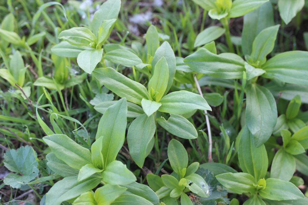 Saponaire officinale, Savonnière, Herbe à savon Saponaria officinalis L., 1753
