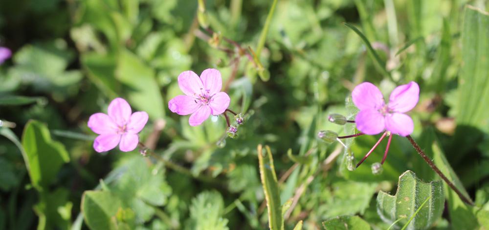 Érodium acaule Erodium acaule (L.) Bech. & Thell., 1928