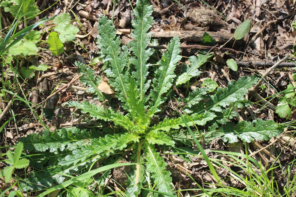 Molène blattaire, Herbe aux mites Verbascum blattaria L., 1753