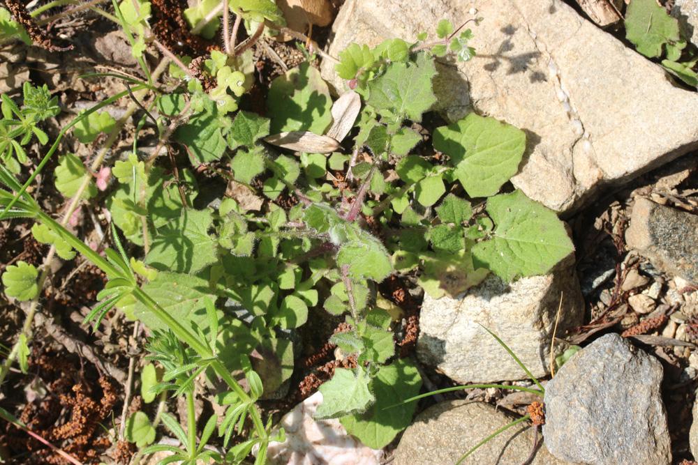 Lampsane commune, Graceline Lapsana communis L., 1753
