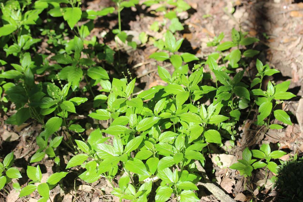 Mercuriale vivace, Mercuriale des montagnes Mercurialis perennis L., 1753