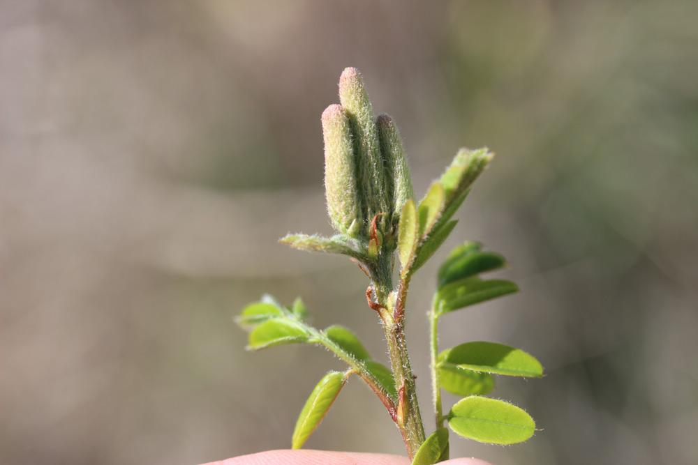 Indigo du Bush, Amorphe buissonnante Amorpha fruticosa L., 1753