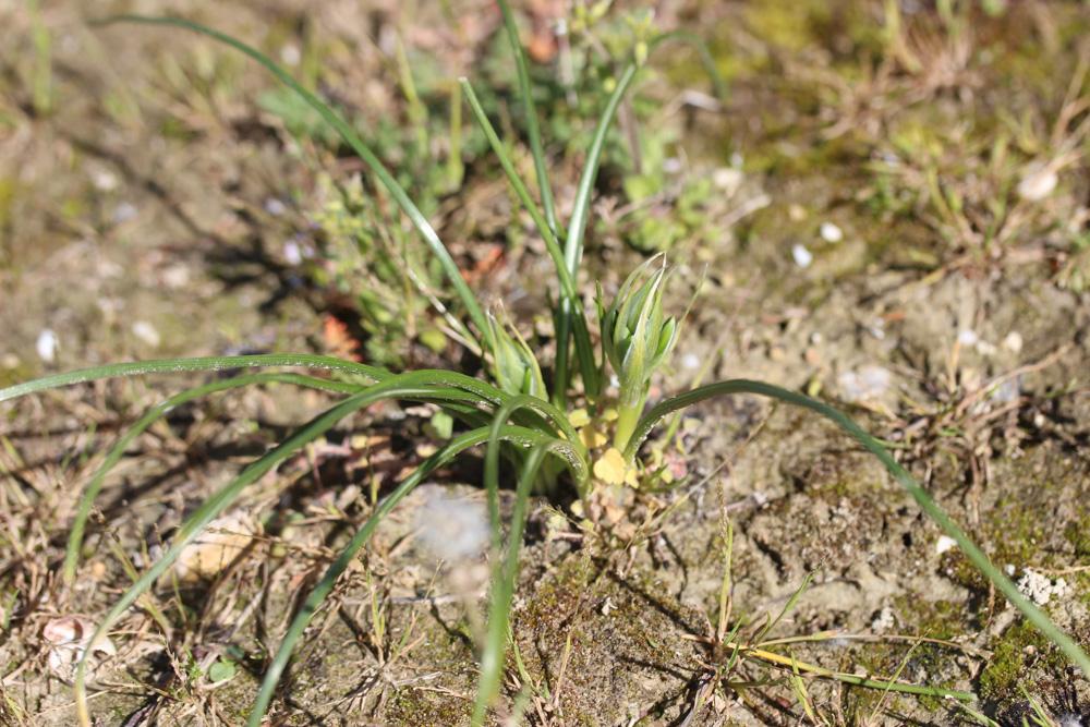 Ornithogale en ombelle, Dame-d'onze-heures, Ornith Ornithogalum umbellatum L., 1753