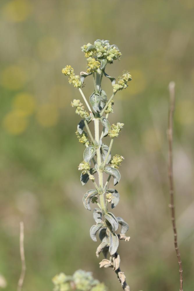 Mercuriale tomenteuse Mercurialis tomentosa L., 1753