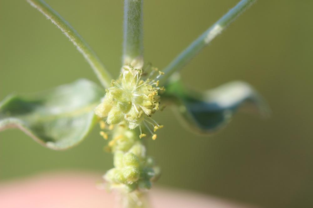 Mercuriale tomenteuse Mercurialis tomentosa L., 1753