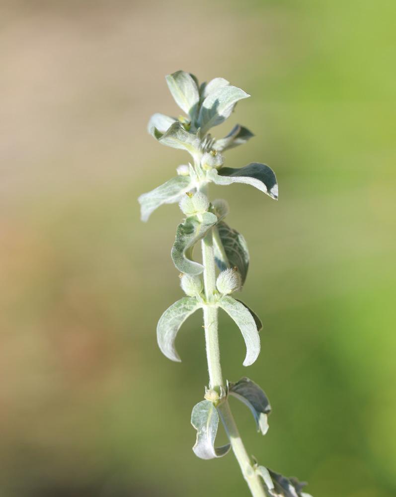 Mercuriale tomenteuse Mercurialis tomentosa L., 1753