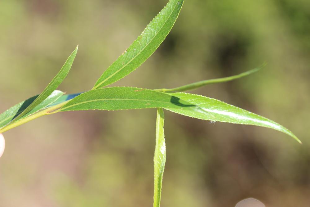 Saule fragile Salix fragilis L., 1753