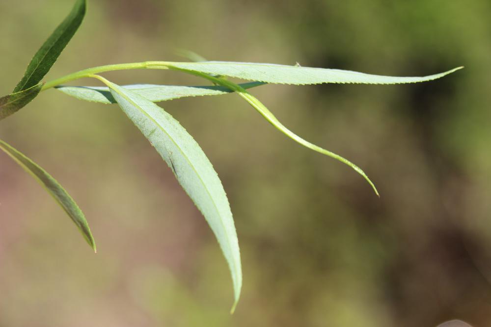 Saule fragile Salix fragilis L., 1753