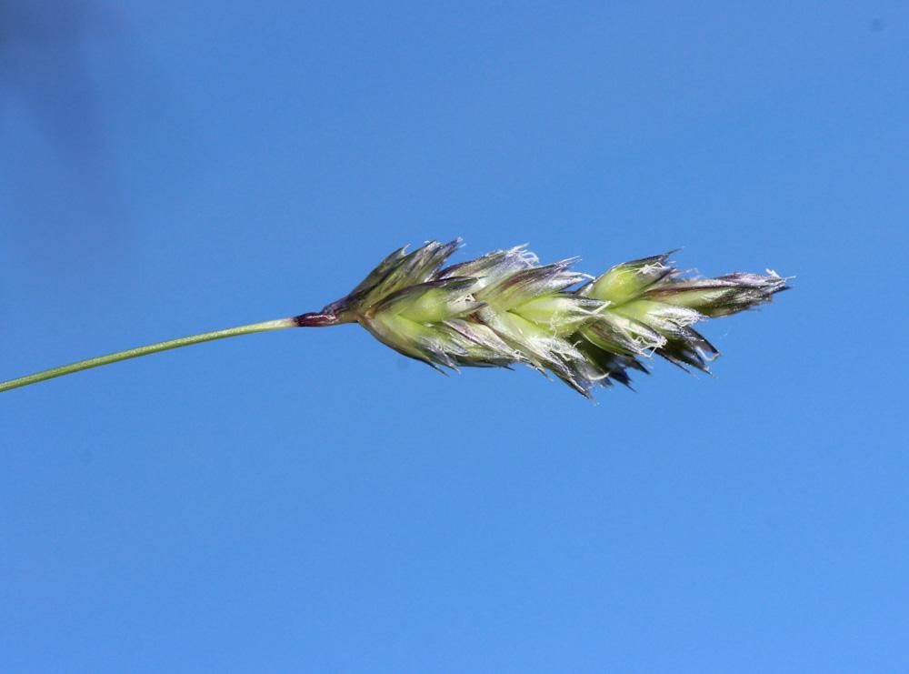 Seslérie blanchâtre, Seslérie bleue Sesleria caerulea (L.) Ard., 1763