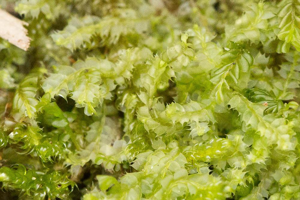 Lophocolea bidentata (L.) Dumort., 1835