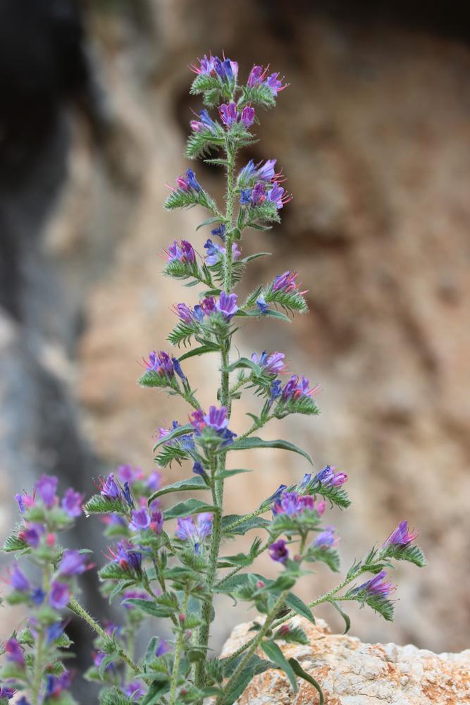 Vipérine commune, Vipérine vulgaire Echium vulgare L., 1753